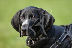 Pointer - German Shorthaired