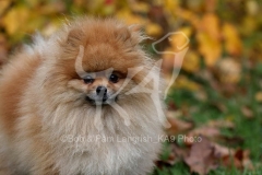 Pomeranian