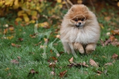 Pomeranian