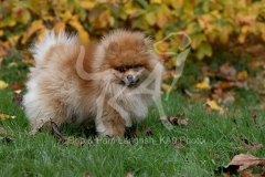 Pomeranian