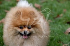 Pomeranian