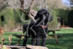 Poodle - Toy