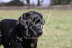 Retriever - Black Labrador