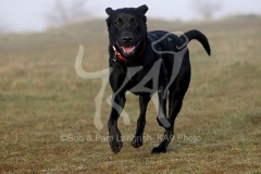 Retriever - Black Labrador