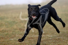 Retriever - Black Labrador