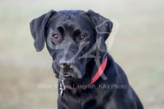 Retriever - Black Labrador