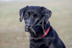 Retriever - Black Labrador