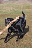 Retriever - Black Labrador