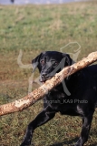 Retriever - Black Labrador