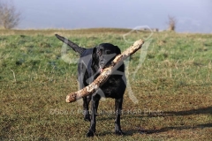 Retriever - Black Labrador