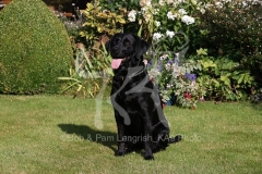 Retriever - Black Labrador