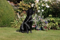 Retriever - Black Labrador