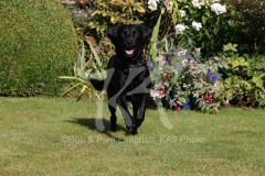 Retriever - Black Labrador