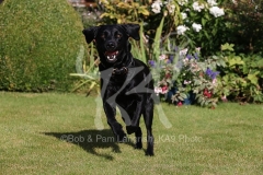 Retriever - Black Labrador