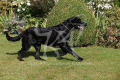 Retriever - Black Labrador