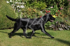 Retriever - Black Labrador