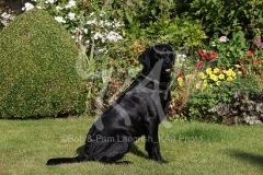 Retriever - Black Labrador