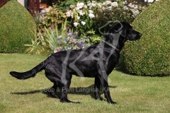 Retriever - Black Labrador