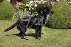 Retriever - Black Labrador