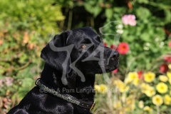 Retriever - Black Labrador