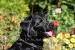 Retriever - Black Labrador