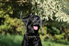 Retriever - Black Labrador