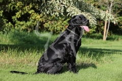 Retriever - Black Labrador