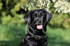 Retriever - Black Labrador