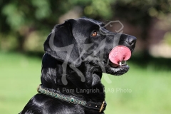 Retriever - Black Labrador