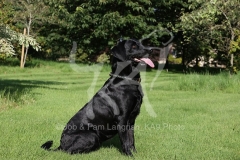 Retriever - Black Labrador