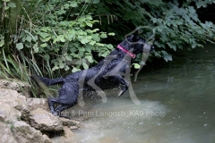 Retriever - Black Labrador