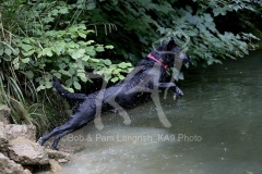 Retriever - Black Labrador