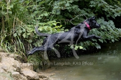 Retriever - Black Labrador