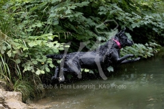 Retriever - Black Labrador