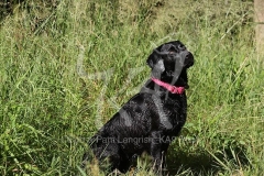 Retriever - Black Labrador