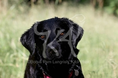 Retriever - Black Labrador