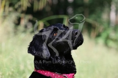 Retriever - Black Labrador