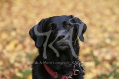 Retriever - Black Labrador