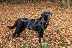 Retriever - Black Labrador