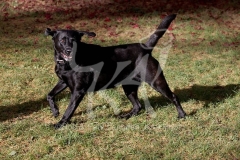 Retriever - Black Labrador