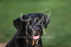 Retriever - Black Labrador