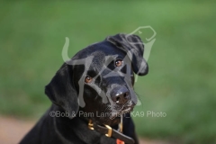 Retriever - Black Labrador