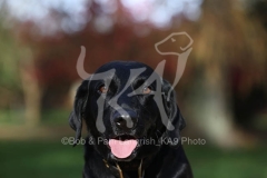 Retriever - Black Labrador