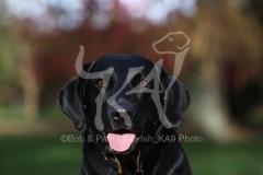 Retriever - Black Labrador