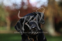 Retriever - Black Labrador