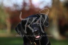 Retriever - Black Labrador