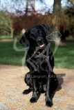 Retriever - Black Labrador