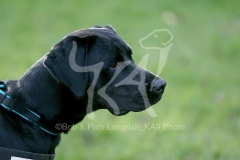 Retriever - Black Labrador