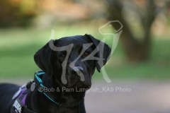 Retriever - Black Labrador