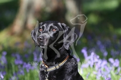 Retriever - Black Labrador